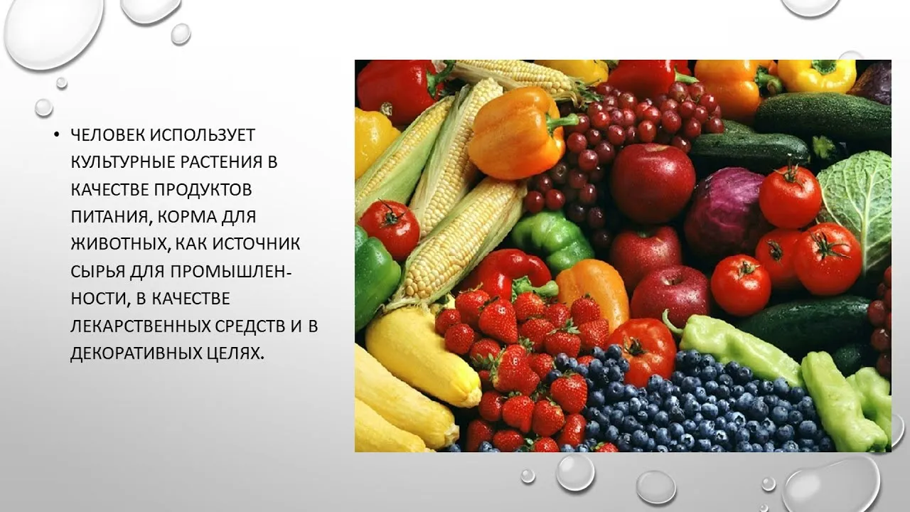 Книга \"Культурные растения в мировом земледелии. Прядильные культуры, хмель, табак, махорка\" - Ториков, Мельникова, Резунова | Купить в США – Книжка US Книга \"Культурные растения в мировом земледелии. Прядильные культуры, хмель, табак, махорка\" - Ториков, Мельникова, Резунова | Купить в США – Книжка US