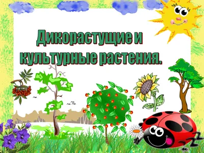 Гербарий «Культурные растения» (арт. gdb0003). Купить по низкой цене.  Доставка по России — «РиалТорг-Детям»