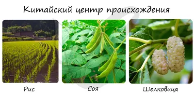 Культурные растения