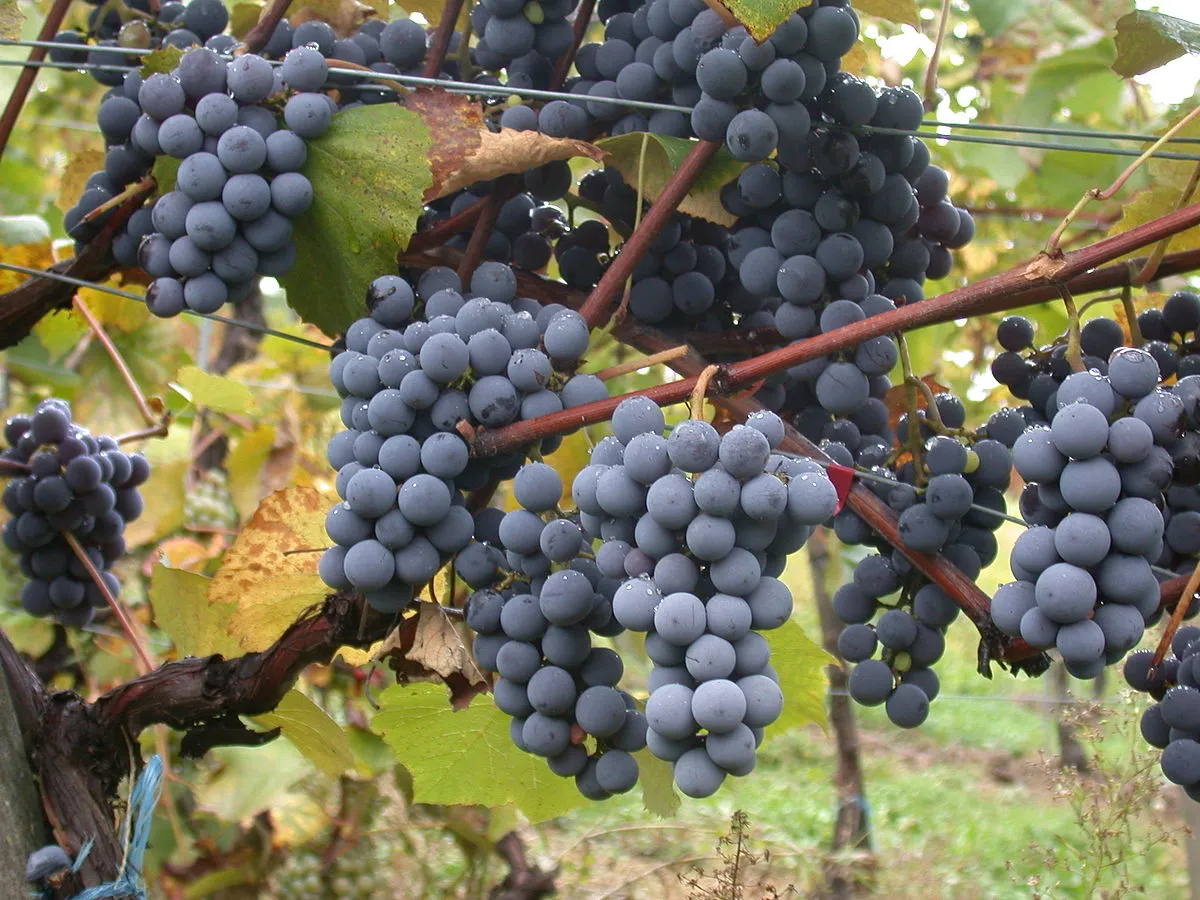 Культурные растения — Википедия Культурные растения — Википедия