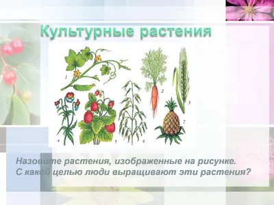 Дикорастущие и культурные растения