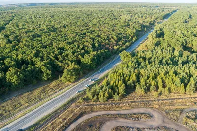 Деревянные скульптуры на Кумысной поляне | Фотографии старого Саратова