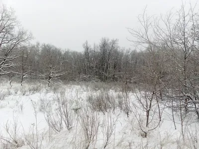 Кумысная поляна. Саратов. :: Руслан Сорочинский – Социальная сеть ФотоКто