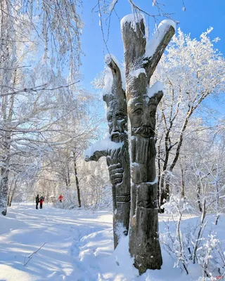 Январский пейзаж / Природный парк \"Кумысная поляна\" г Саратов, январь 2017