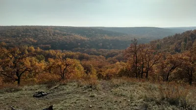 Кумысная поляна» границ не видит – Коммерсантъ Саратов