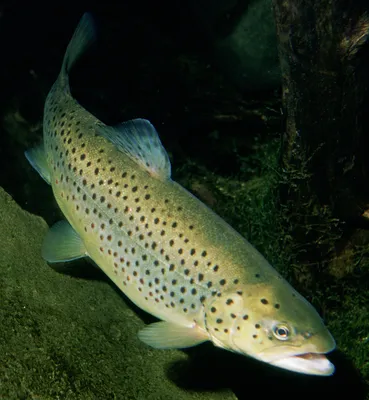 ФОРЕЛЬ, КУМЖА (Salmo trutta) - Интернет-клуб нахлыстовиков