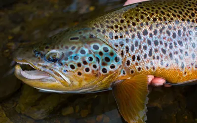 Salmo trutta — Кумжа (Brown trout), Подвиды, Характеристики Вида...