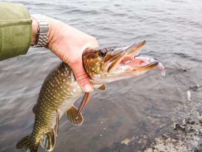 К вопросу сохранения черноморской кумжи (Salmo trutta)