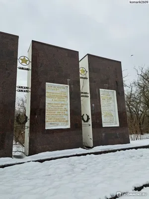 ДОН24 - Единственный лес Ростова, «кровопролитная» роща и сосновый бор: 21  марта – Международный день лесов