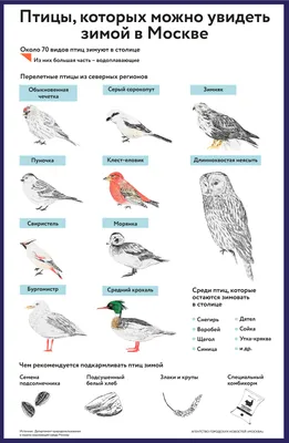 Птицы, которых можно увидеть зимой в Москве - Агентство городских новостей « Москва» - информационное агентство
