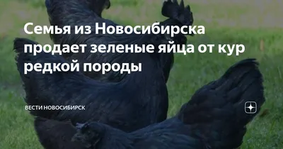 Путешествие на Алтай. День 3. Зоопарк города Новосибирска | \"Снова в дорогу\"