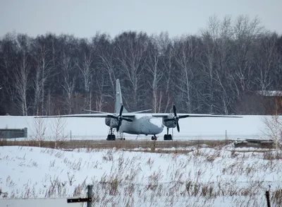 Что это за птица? Путеводитель по омским перелётным птицам - 23 марта 2019  - НГС55