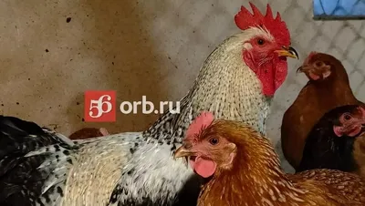 Курицы Оренбурга фото фотографии