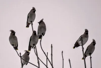 На Пензу совершили налет хохлатые птицы