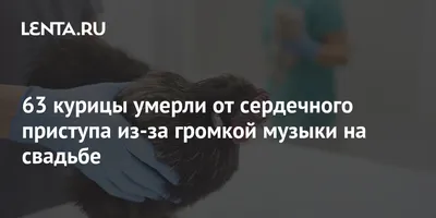 63 курицы умерли от сердечного приступа из-за громкой музыки на свадьбе:  Люди: Из жизни: Lenta.ru