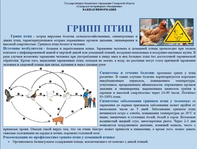 Giuseppe Menefrego on X: \"Chicken began to disappear from popular retail  chains in Russian regions. Residents of Yekaterinburg, Samara, Chelyabinsk  and Ulyanovsk faced empty shelves. Did you want to recreate the USSR?