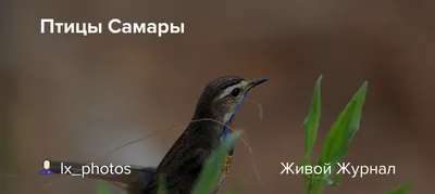 Птицы Самары