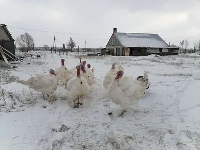 Ульяновский Минсельхоз продаёт кур-несушек со скидкой для многодетных  малообеспеченных семей - Ульяновск