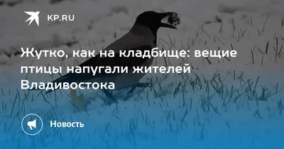 Больше не работает: Вилла Курица, игровая комната, Приморский край,  Владивосток, улица Нейбута, 88 — Яндекс Карты