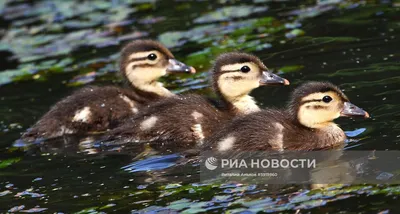 Жительница Владивостока купила тухлую курицу в местном супермаркете