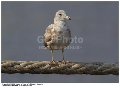 Фотография Чернохвостая чайка (Larus crassirostris). Птицы Владивостока. |  Фотобанк ГеоФото/GeoPhoto | GetImages Group