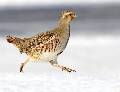 Курицы Волгограда фото фото