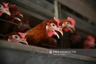 Птицы Волгоградской области