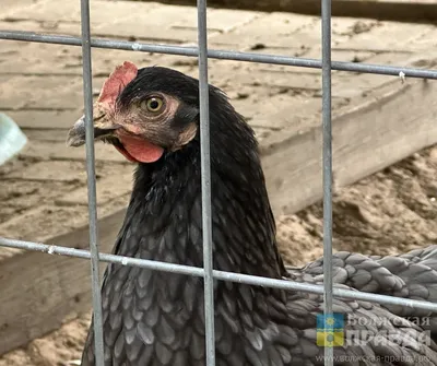 Женщина погибла от куска мяса во время кормления кур в Волгоградской области