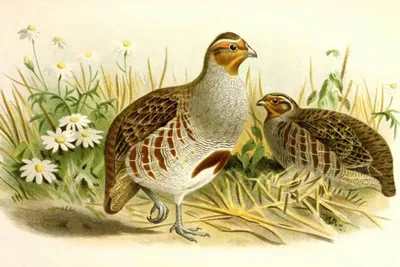 Куропатка Chukar --- Птицы Пакистана Стоковое Фото - изображение  насчитывающей тип, парк: 114639868