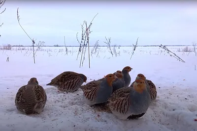 Бородатая куропатка - eBird