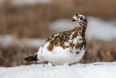 Серая куропатка – Perdix perdix (Linnaeus, 1758) « Красная книга Томской  области | ОГБУ \"Облкомприрода\"