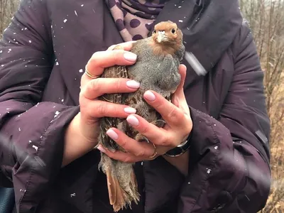 Американские куропатки — Википедия