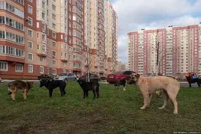 Курск: выжить среди торговых центров — Teletype