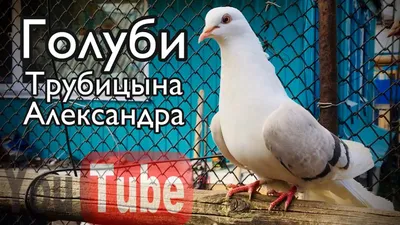 Курские голуби купить на Зозу.ру