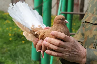 Продам/купить голуби курские, мраморные, ситцевые - Белая Церковь — Ukrboard