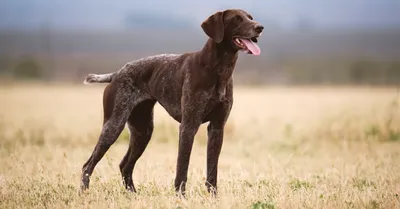 Немецкий курцхаар (German Shorthaired Pointer) (Породы собак) курцхаар  собака, курцхаар фото, курцхаар купить, щенки курцхаара, курцхаар собака  фото, собака немецкий курцхаар, немецкая легавая курцхаар Энциклопедия о  животных EGIDA.BY