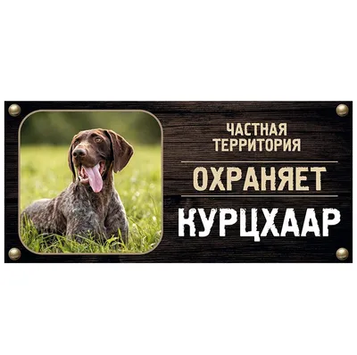 Собака породы курцхаар найдена в хуторе Свободный, Краснодарский край |  Pet911.ru