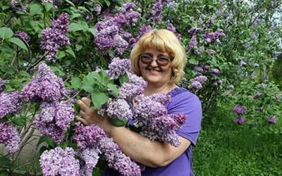 Куст сирени / Кончаловский Пётр Петрович