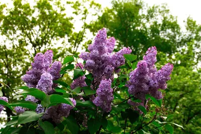 СИРЕНЬ ИЗ БИСЕРА своими руками/как сделать Куст Сирени БИСЕРОПЛЕТЕНИЕ  //Lilac bead А4 - YouTube