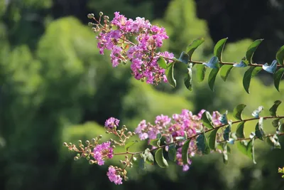 Какие цветы растут в Сочи🌺