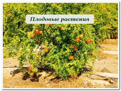 Какие цветы растут в Сочи🌺