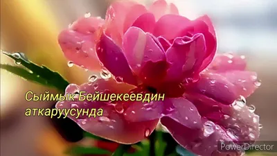 КЫЗ КЕЛИНДЕР ГРУППАСЫ on Instagram: \"Кутман тан❤\"
