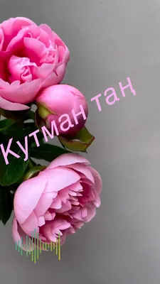 https://kartinki.pibig.info/61870-kutman-tan-kartinki.html