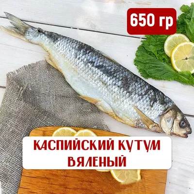 Самая вкусная для дагестанцев рыба — кутум. Рассказываю, почему они ее так  любят и сколько она стоит на рынке | Под зонтиком | Дзен