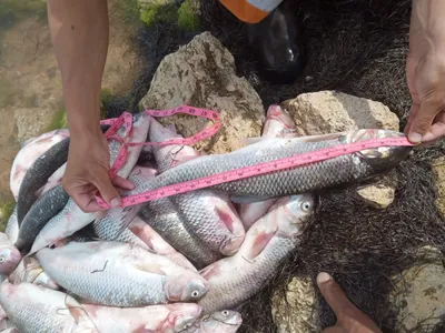 ДАГЕСТАНСКИЕ ПРОДУКТЫ В КРАСНОДАРЕ❗ on Instagram: \"🐟 Поистине царская рыба‼️  Кутум. Рыба, которая не нуждается в рекламе. Обитает в Каспийском море.  🔹Кто хоть раз пробовал эту рыбу, на всю жизнь запомнит её