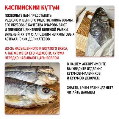 ПОПУЛЯЦИЯ КУТУМА В КАСПИЙСКОМ МОРЕ ЗА 7 ЛЕТ СОКРАТИЛАСЬ БОЛЕЕ ЧЕМ В ТРИ  РАЗА. ПОЧЕМУ ЭТО ПРОИСХОДИТ?