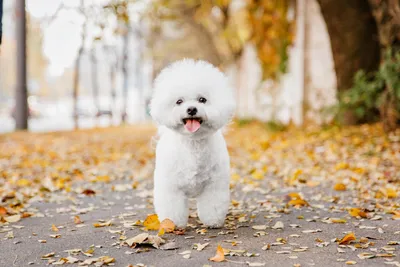 Породы собак лучшие 🐕 для содержания в квартире? - Гульдог