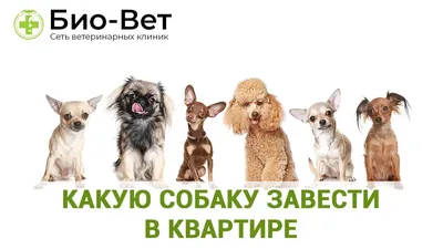 Лайка - характеристика собак и щенков породы - ProPlan.ru