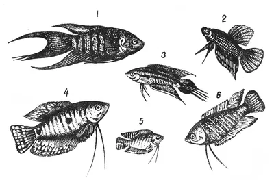 Лабиринтовые рыбы: лабиринтовые аквариумные рыбки, фото и виды | Блог  зоомагазина Zootovary.com