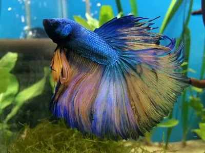 Рыбка Петушок: что важно знать о Betta splendens - DECOTOP.RU